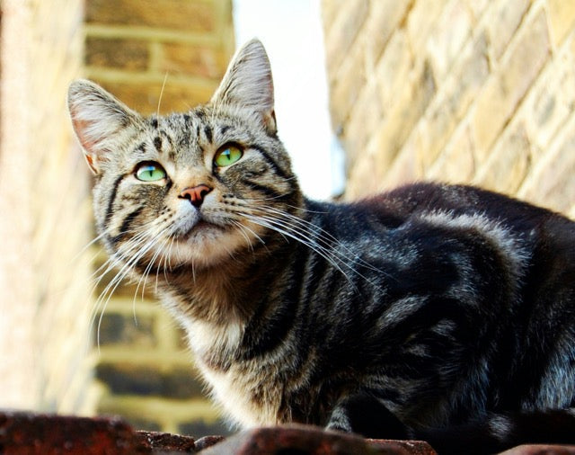 how-to-tell-if-your-cats-diet-is-actually-working-for-them