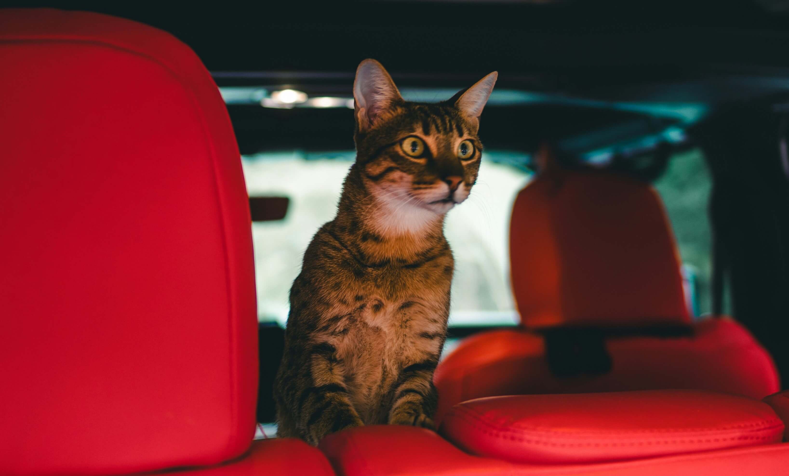 how-to-travel-with-cat-food-without-compromising-quality