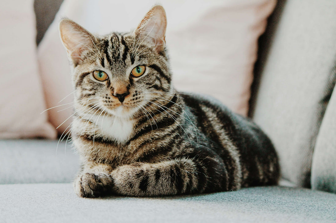 how-your-cats-age-impacts-their-nutritional-needs