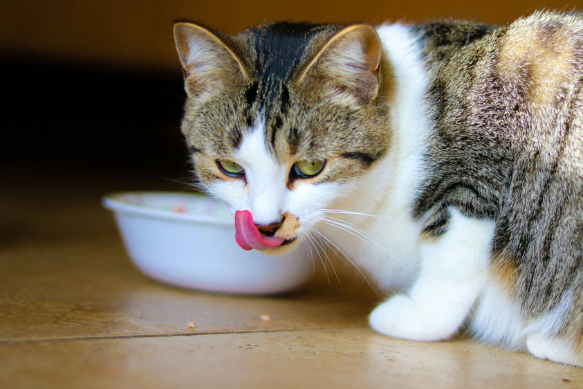 How to Tell If Your Cat’s Dry Food Meets Their Nutritional Needs