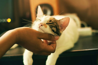 importance-of-diet-for-your-cats-coat