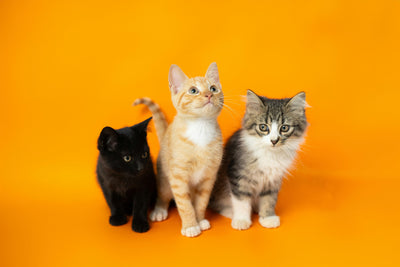 The Importance Of Taurine In Your Cat's Food