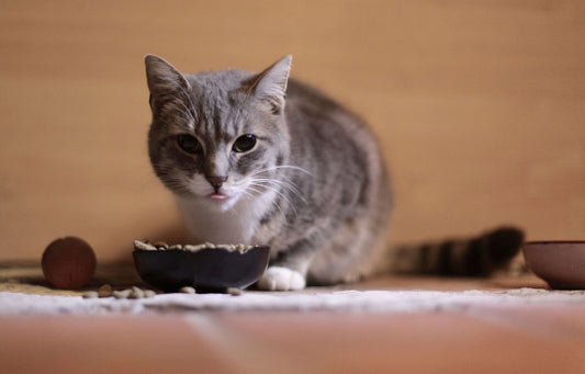 Is Wet Cat Food Better for Indoor or Outdoor Cats?