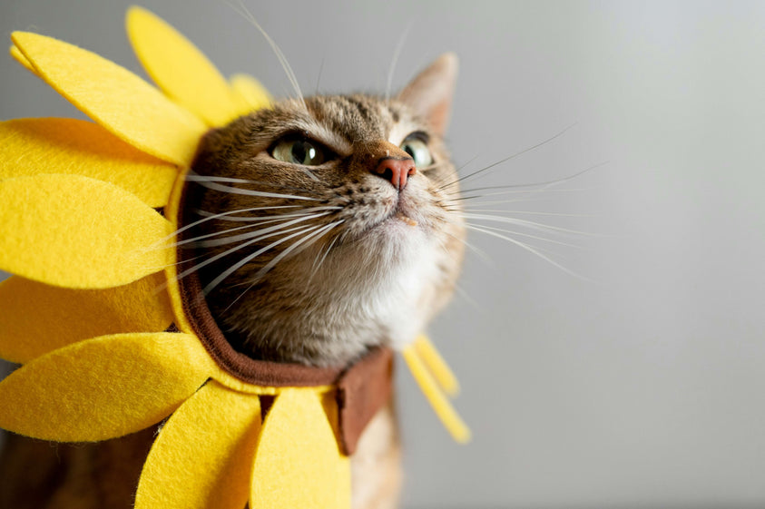 Is Bone Broth a Healthy Addition to Your Cat’s Diet?