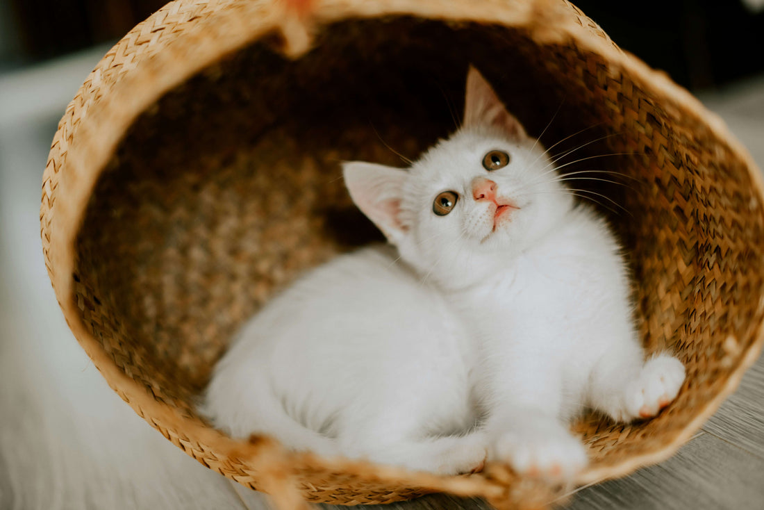 Is Tofu Cat Litter the Easiest to Maintain?