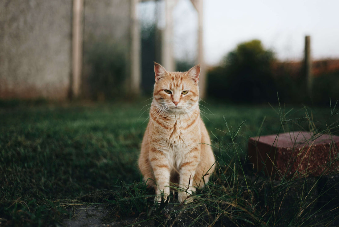 is-wet-cat-food-good-for-cats-with-diabetes