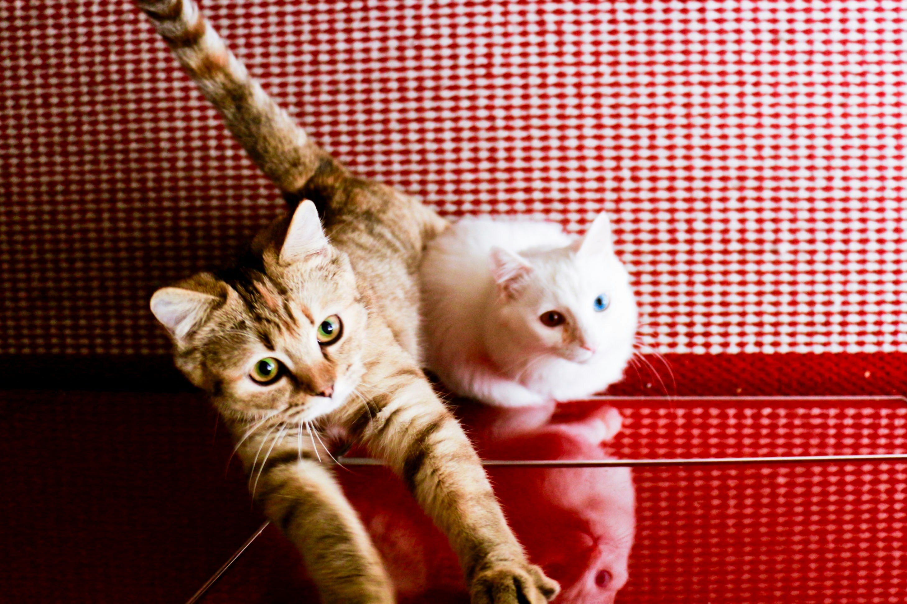 Is Wet Cat Food More Natural Than Dry Food?