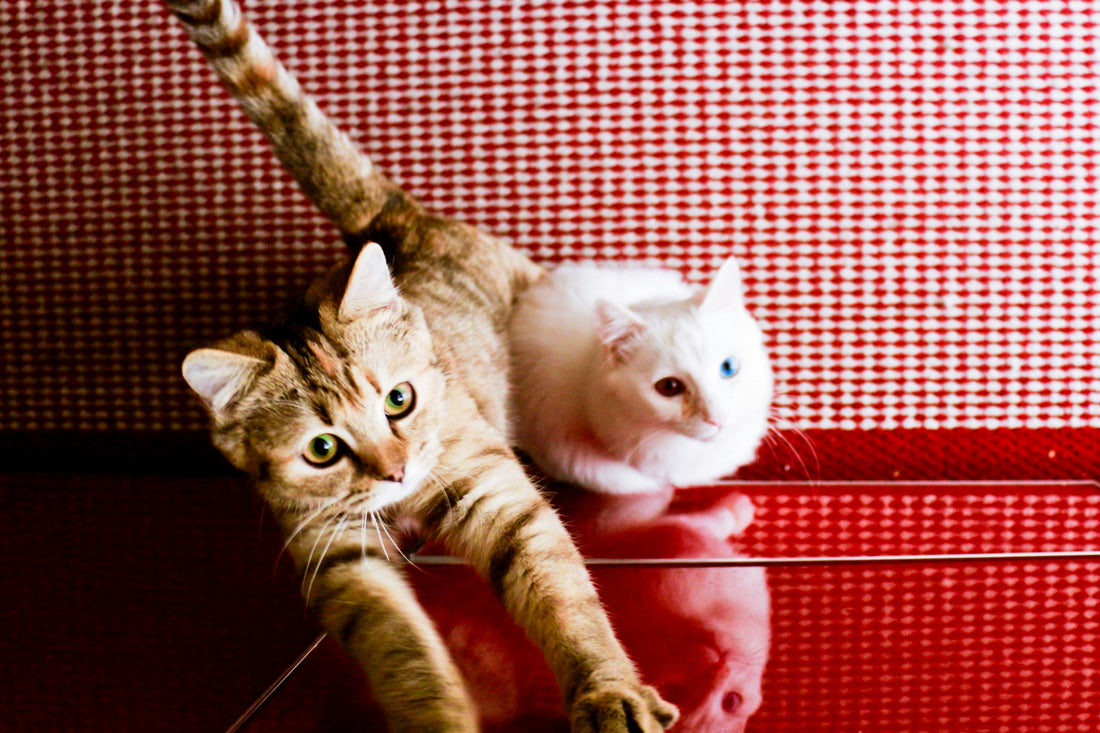 Is Wet Cat Food More Natural Than Dry Food?