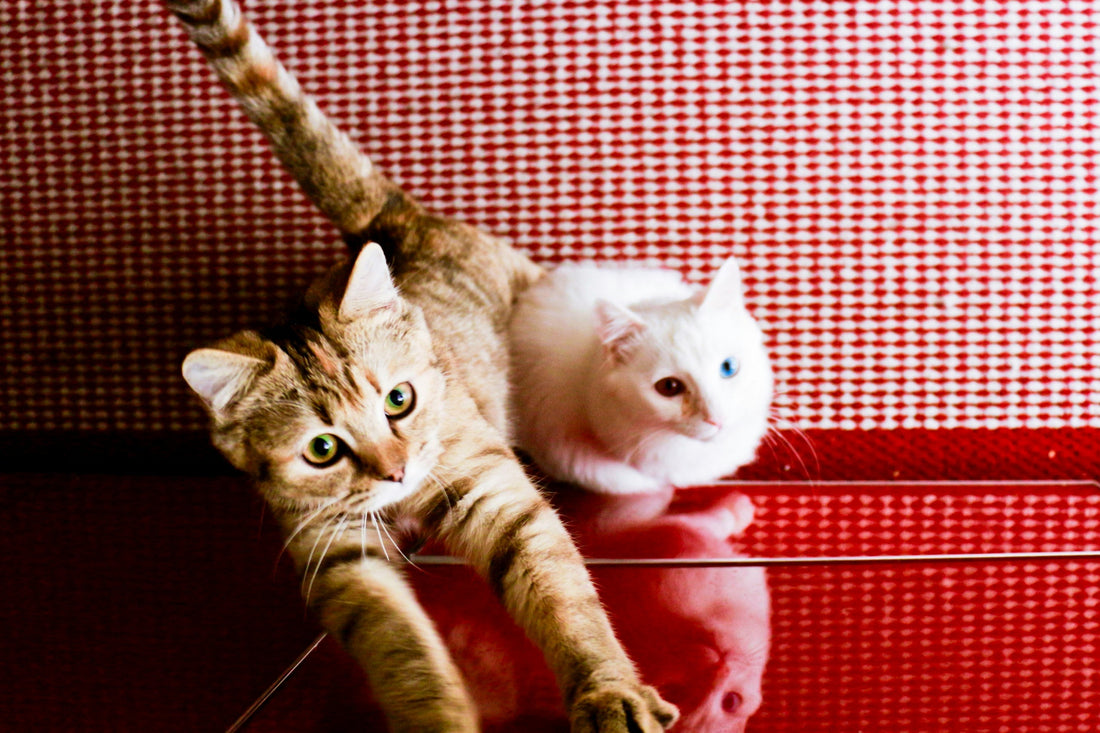 Is Wet Cat Food More Natural Than Dry Food?