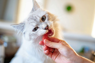 kitten-eating-freeze-dried-cat-treat