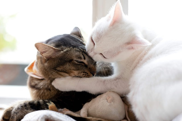 link-between-cat-food-quality-and-behaviour