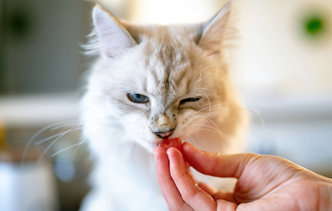 long-term-health-effects-of-poor-cat-diet
