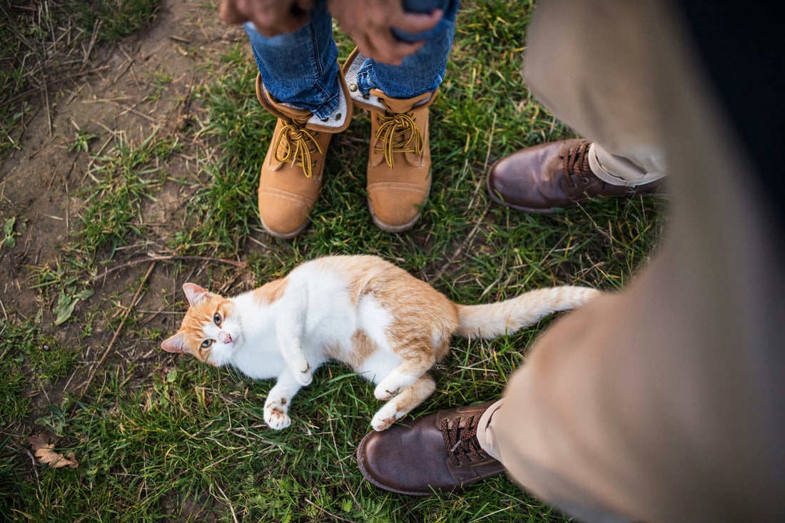 nutrional-needs-of-indoor-cat-vs-outdoor-cat