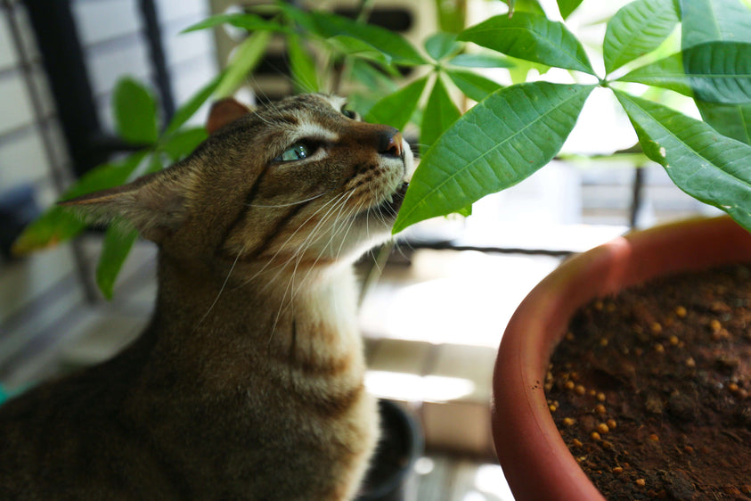 plant-based-diet-for-cats