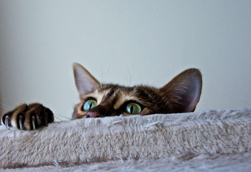 The Pros and Cons Of Freeze-Dried Cat Treats As a Meal Topper