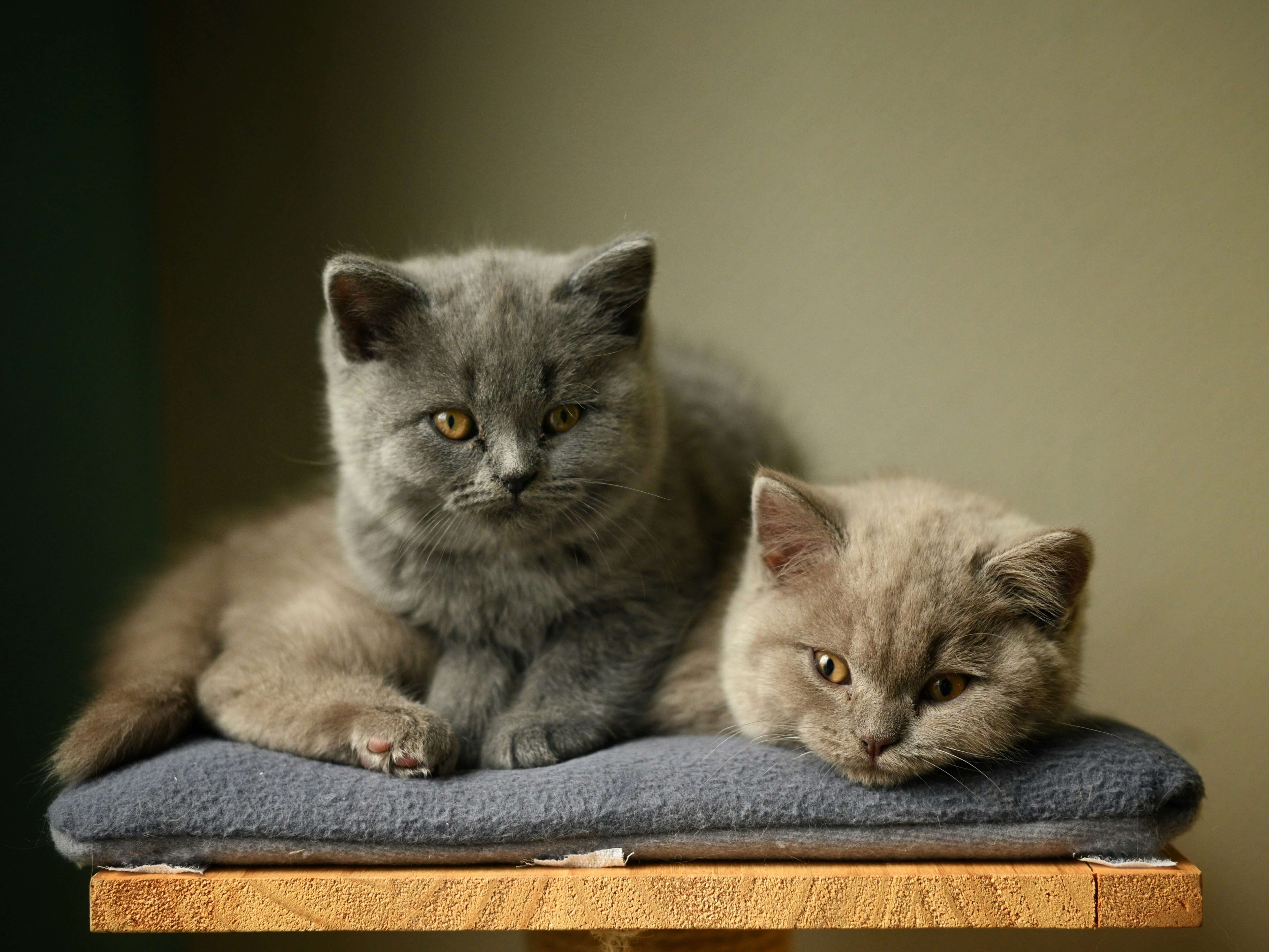 signs-your-british-shorthair-isnt-getting-right-nutrition