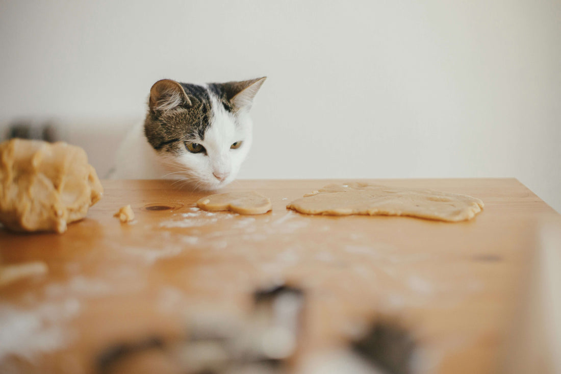 The Most Common Misconceptions About Feeding Cats