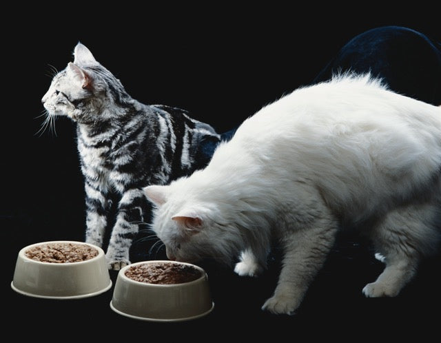 two-cats-eating-wet-cat-food