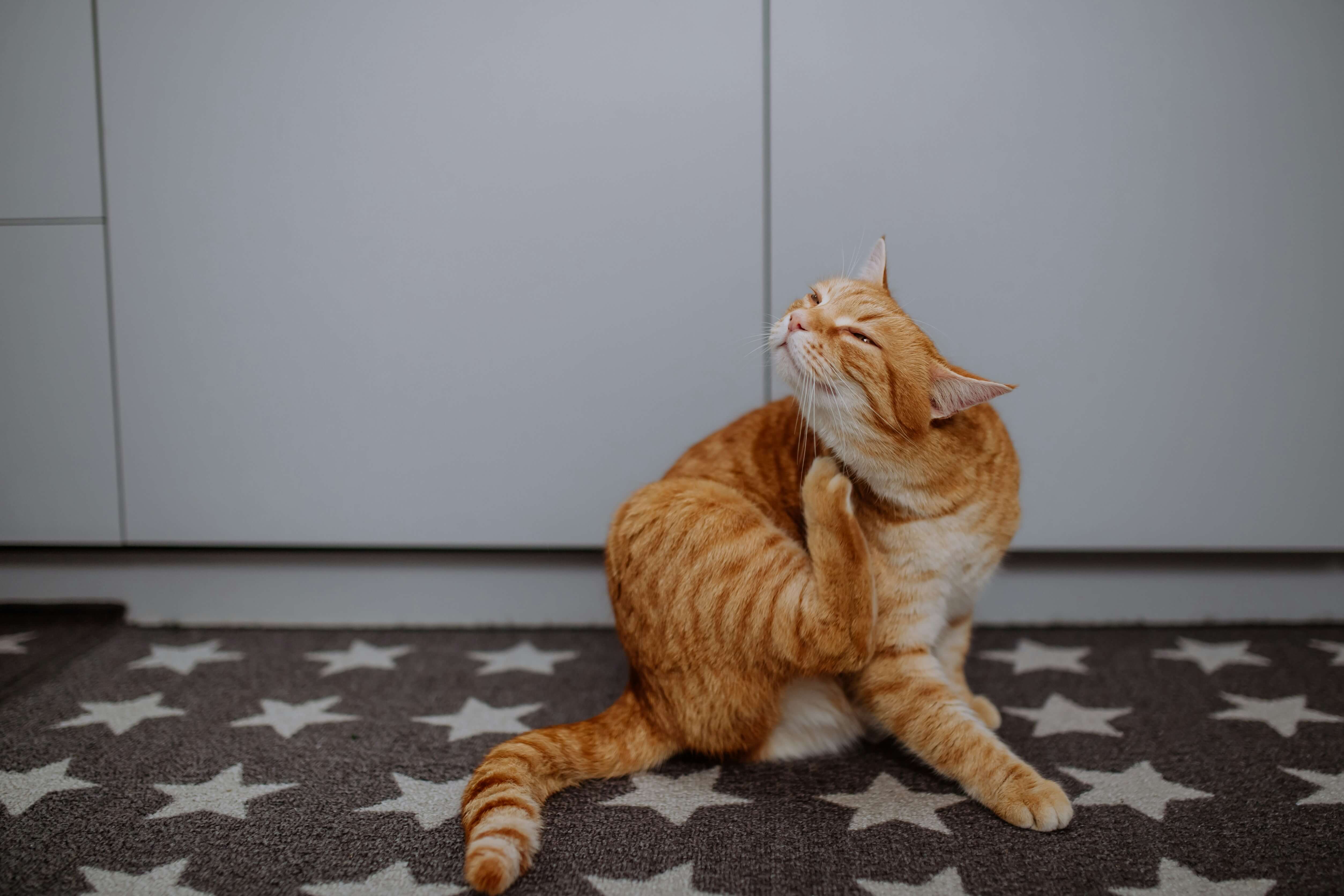 understanding-the-different-textures-of-wet-cat-food