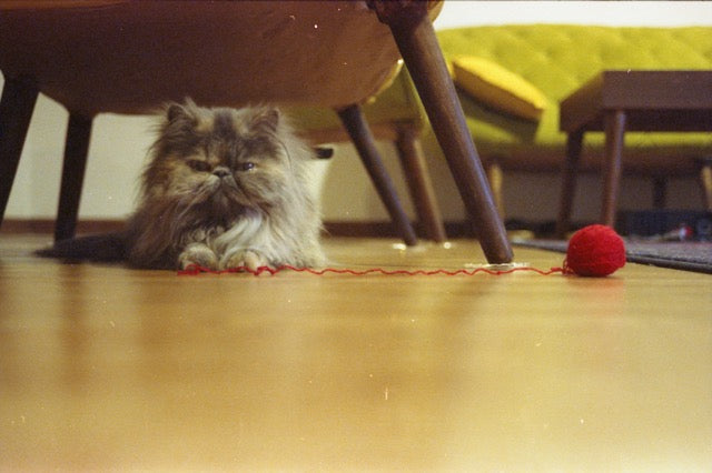 what-are-feeding-puzzles-and-should-you-use-them