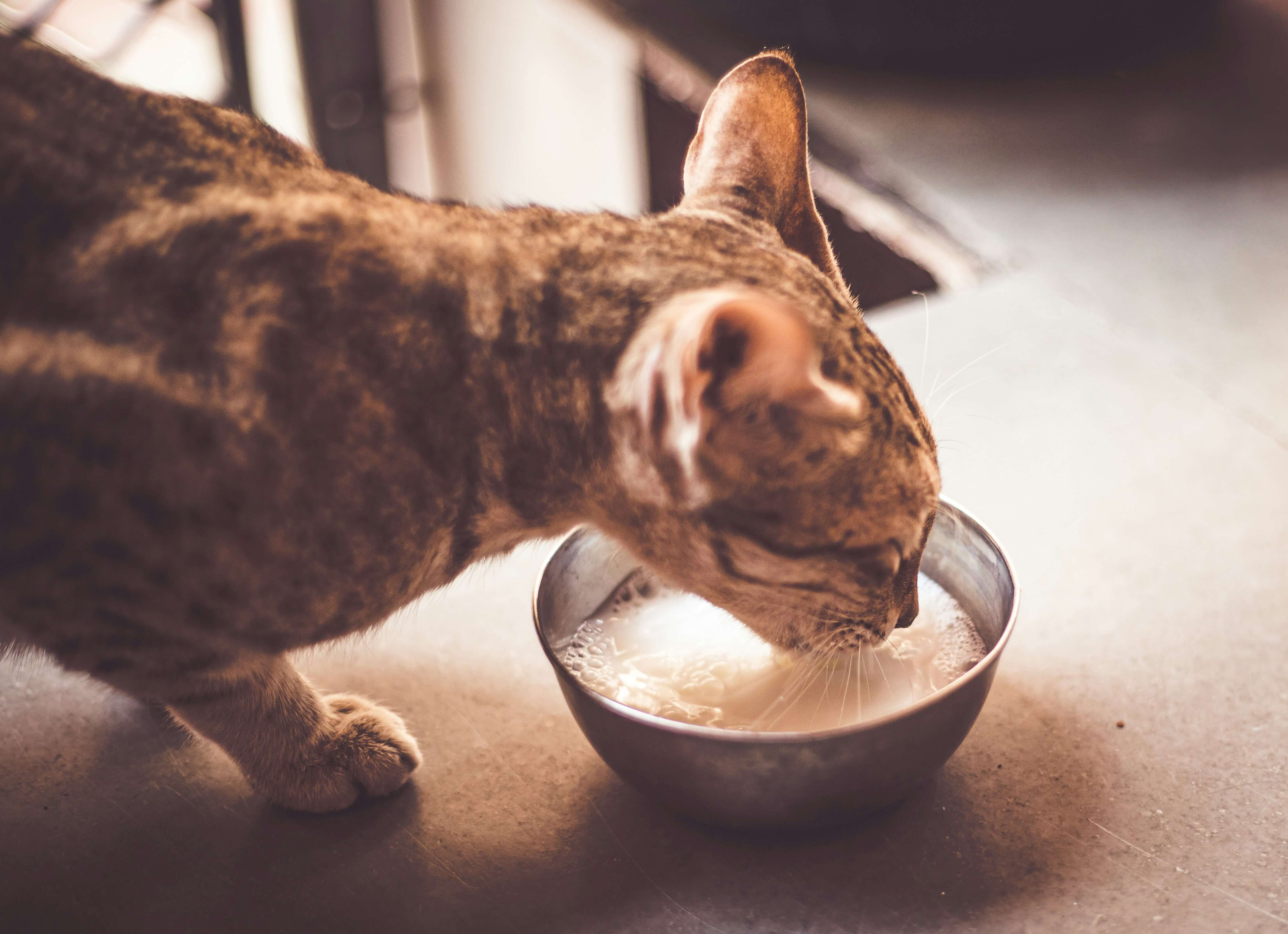 what-are-probiotics-and-does-your-cat-need-them