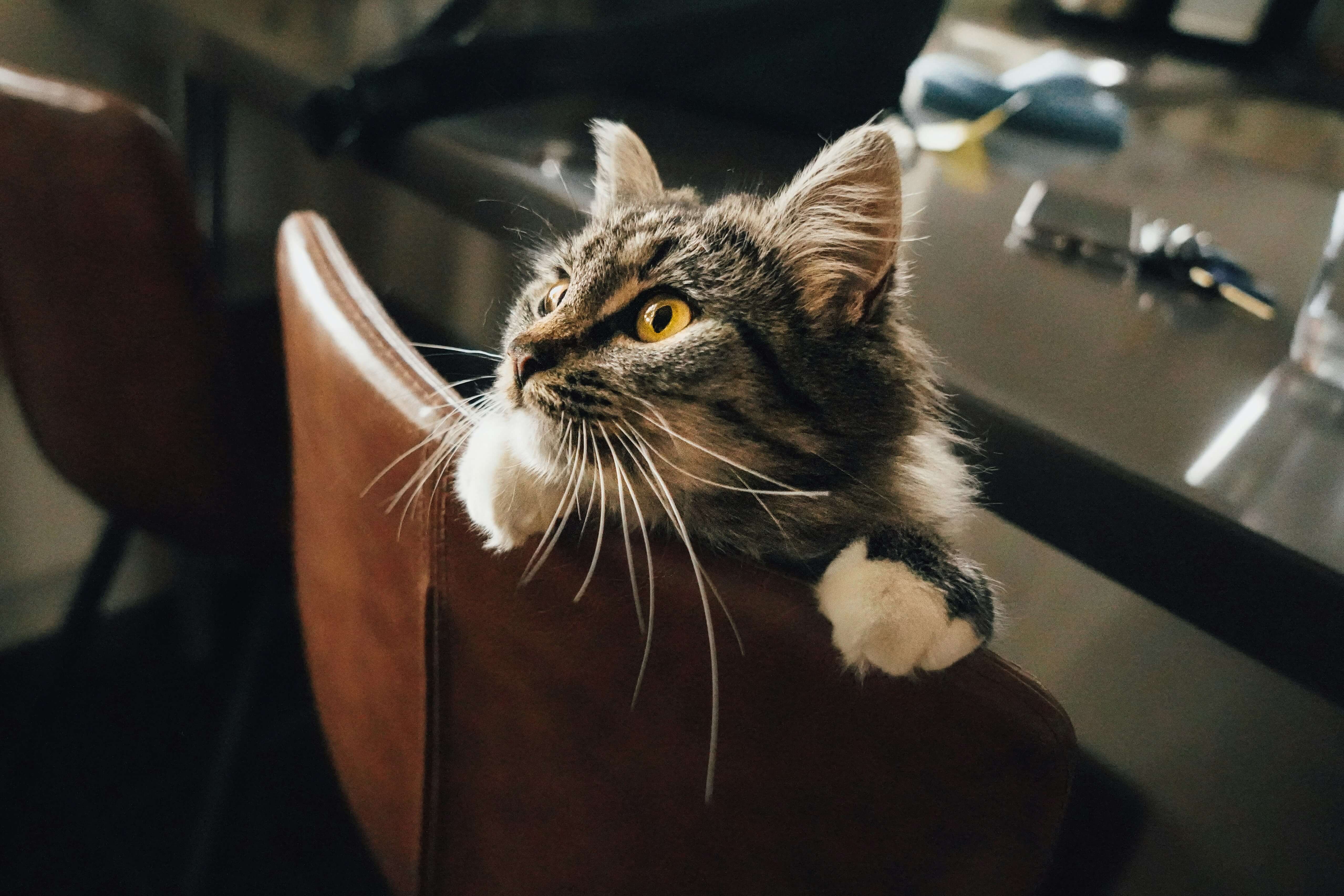 What Are the Benefits of Limited Ingredient Wet Cat Food?