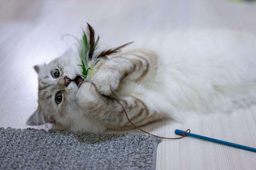 what-are-the-best-ways-to-keep-your-cat-at-a-healthy-weight