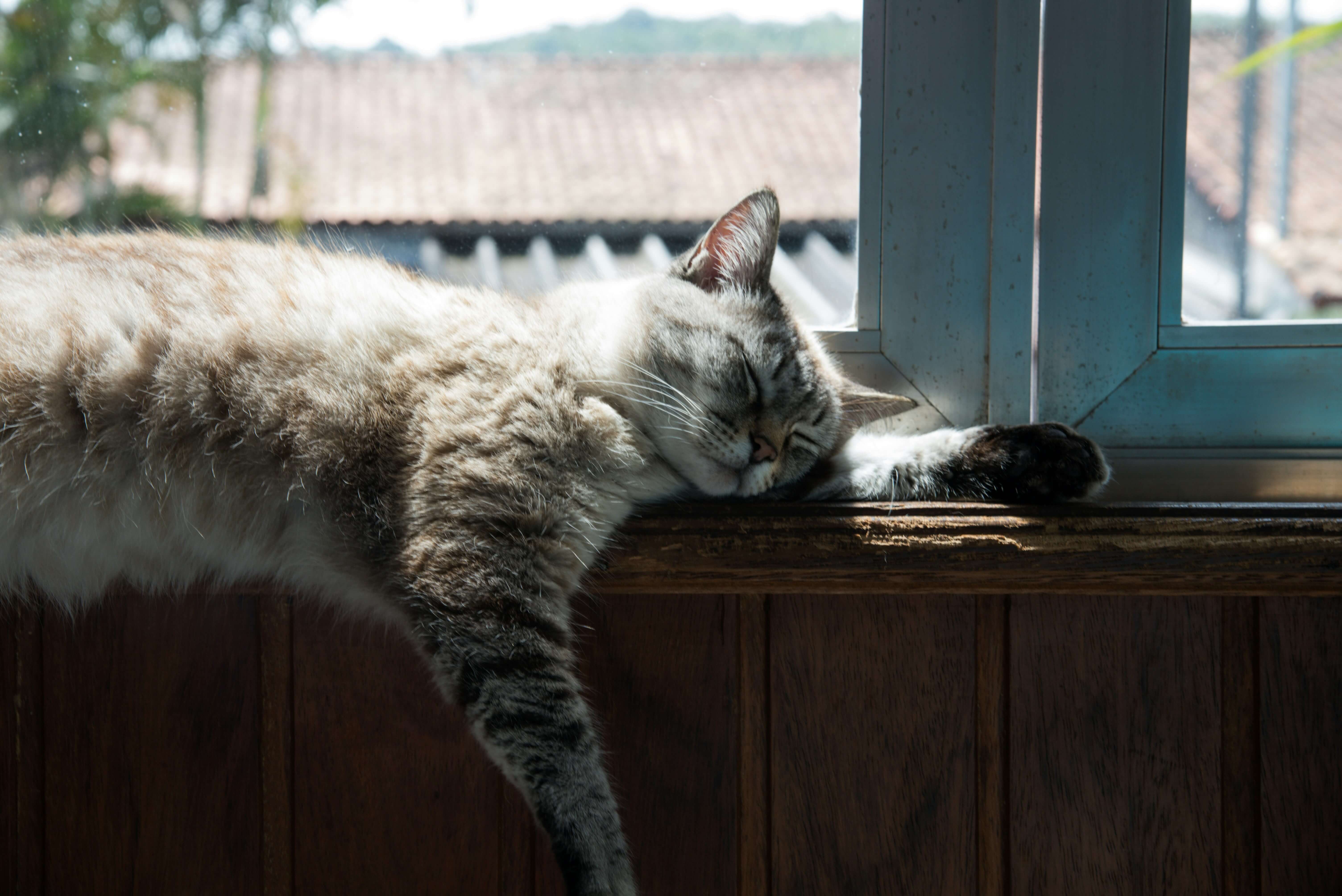 What Are the Signs of Malnutrition in Cats?