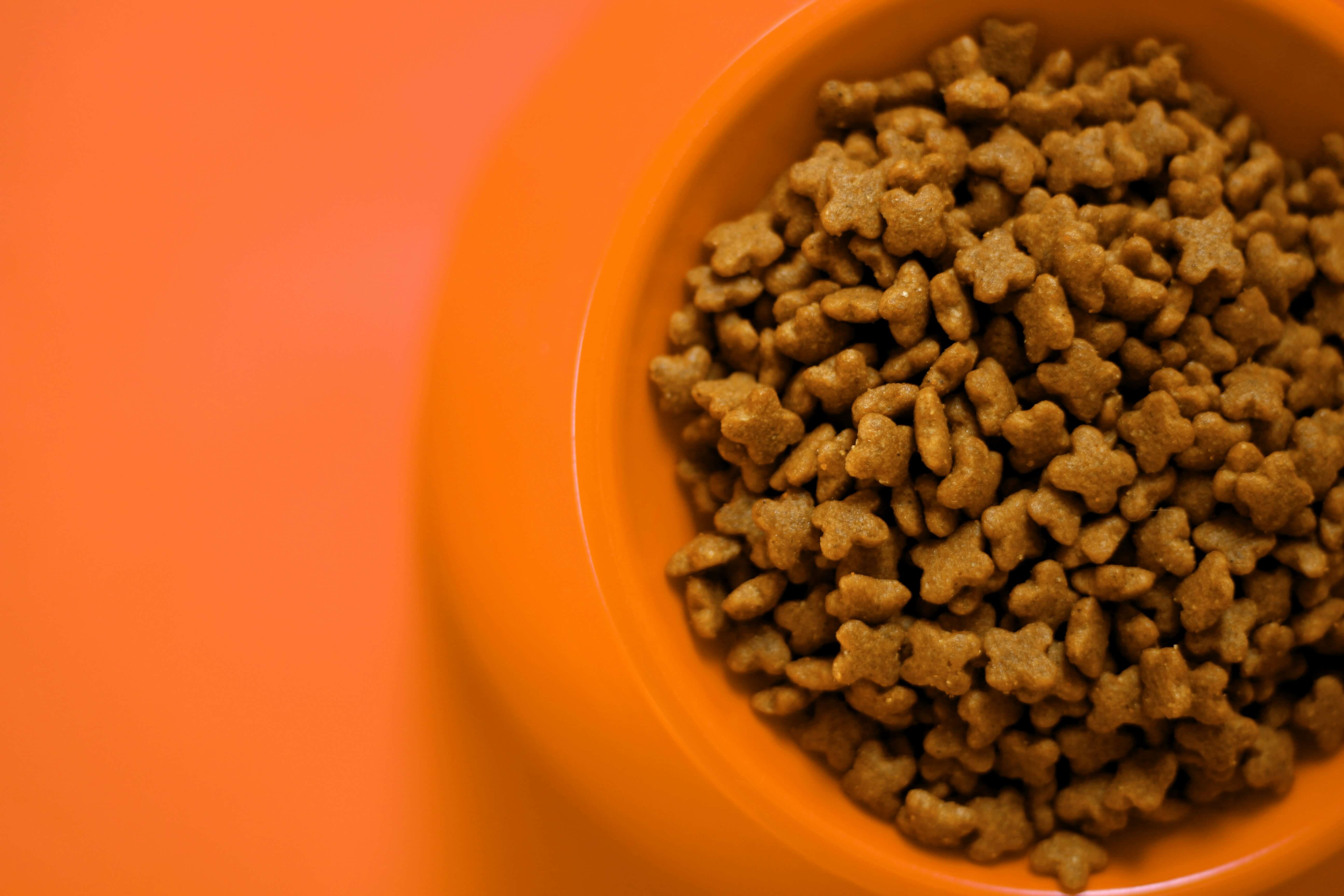 What Should You Look for in Premium Cat Food?
