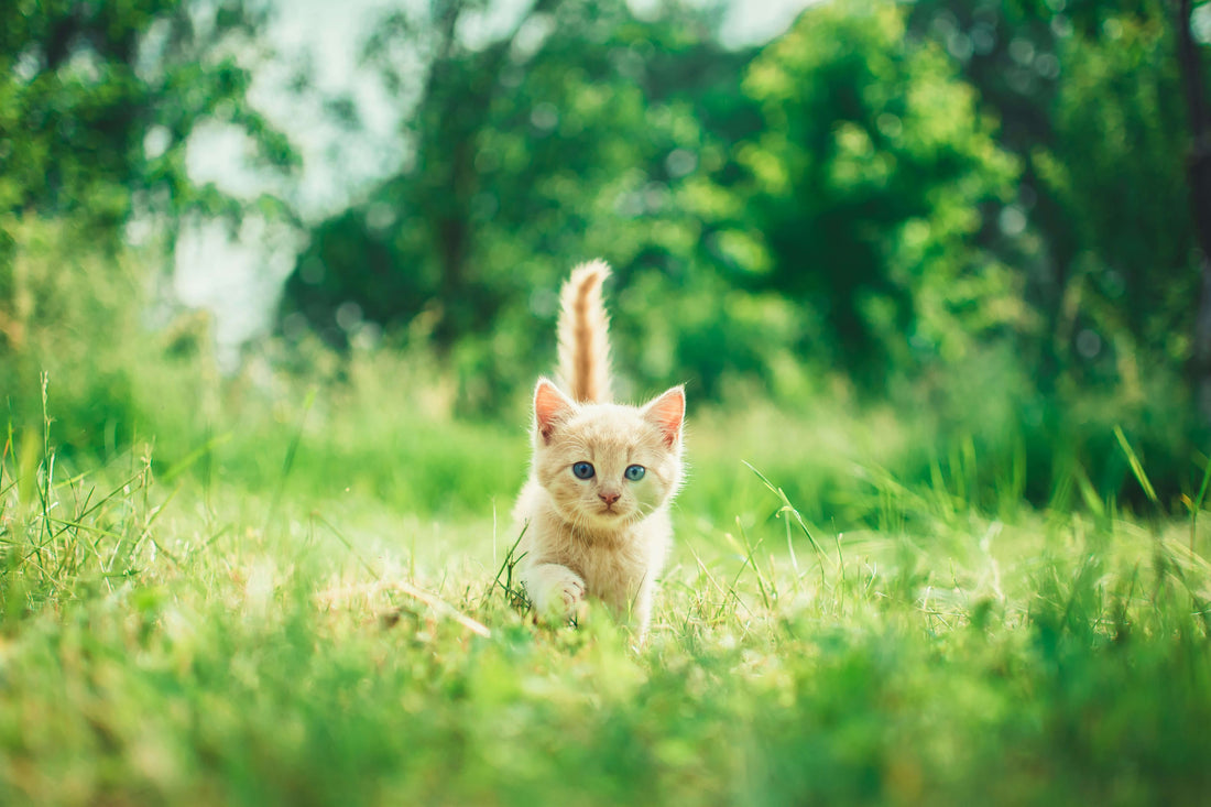 What to Feed a Kitten: A First Time Owner's Guide