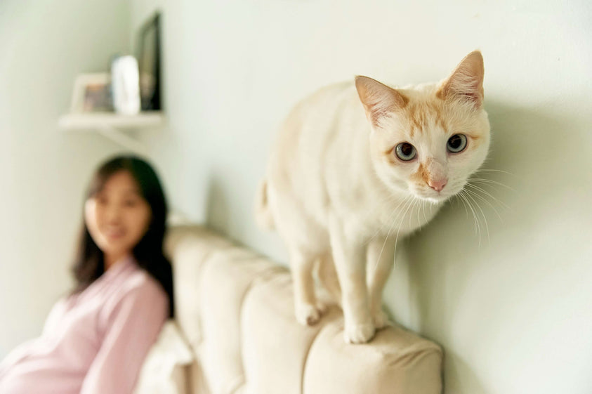 what-vitamins-and-minerals-does-your-cat-need-daily