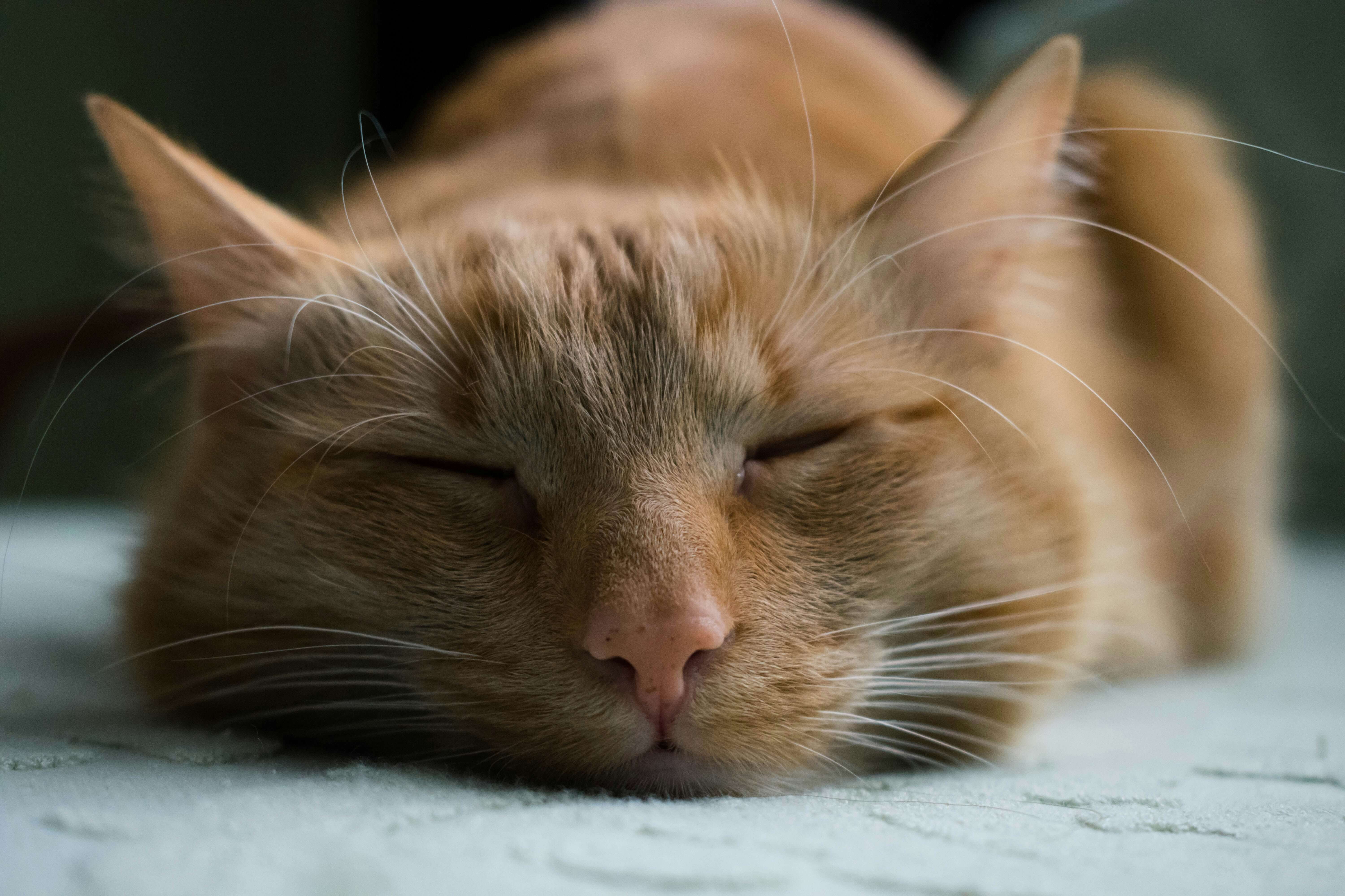 why-a-varied-cat-food-diet-matters