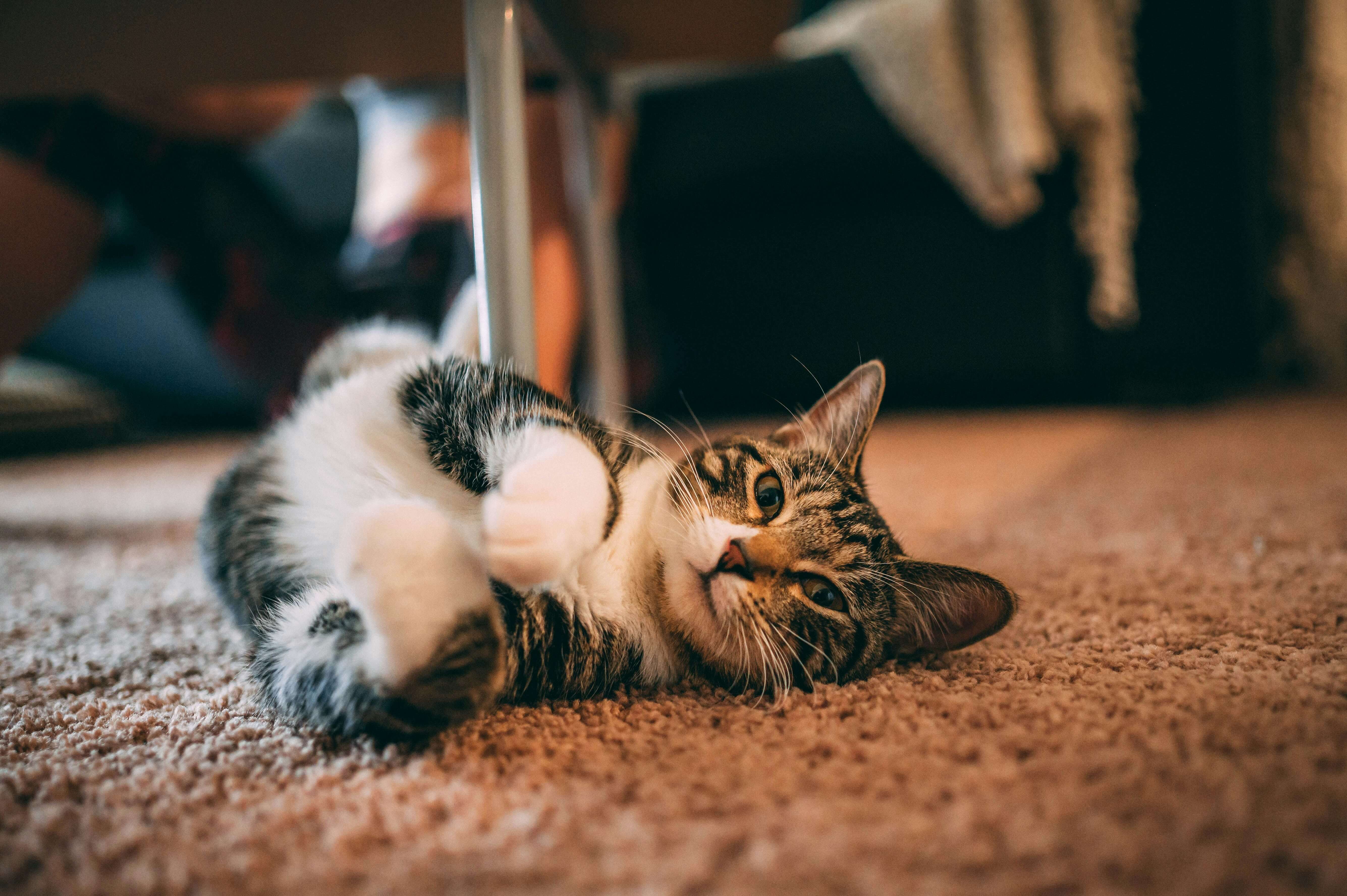 why-do-cats-scratch-around-their-food-bowl-before-eating