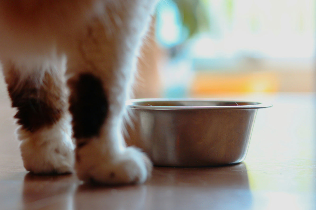 Is wet food better than dry food?