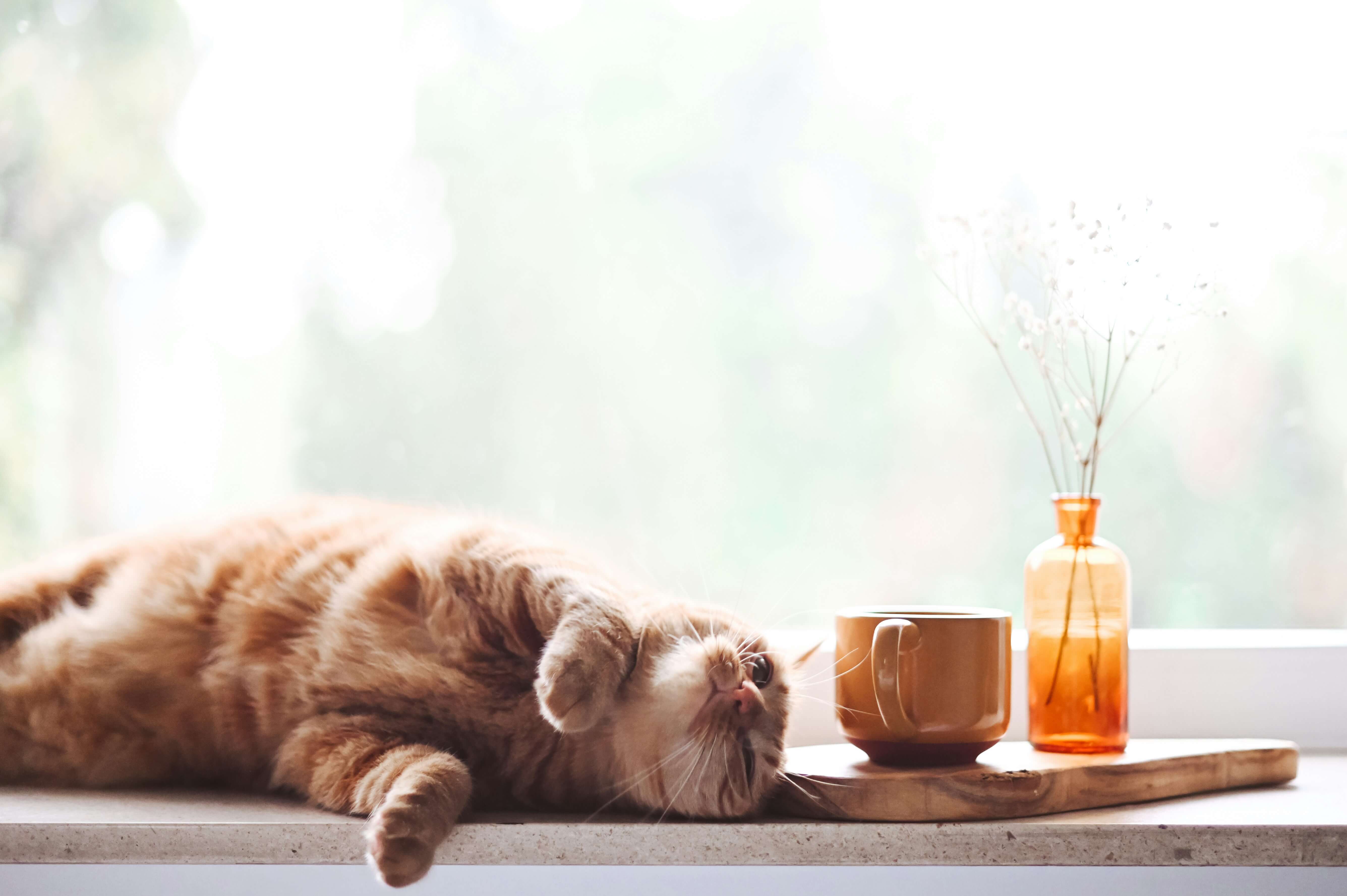 Why Does My Cat Vomit After Eating?
