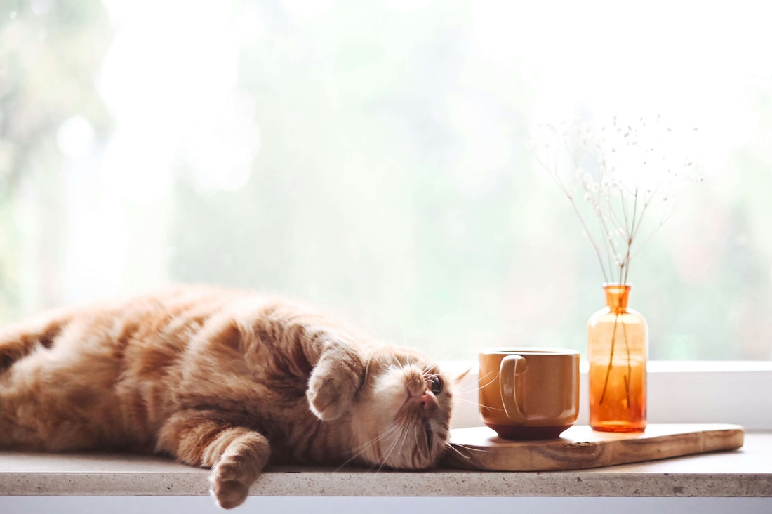 Why Does My Cat Vomit After Eating?