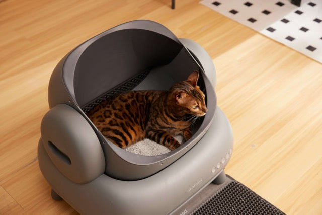 why-is-tofu-cat-litter-becoming-more-popular-in-the-uk