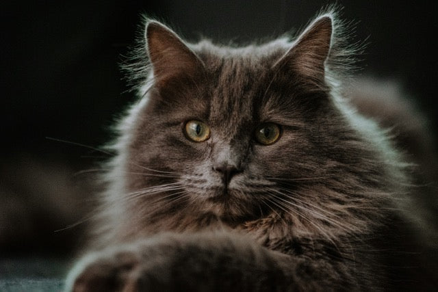 why-your-domestic-longhair-might-need-grain-free-food