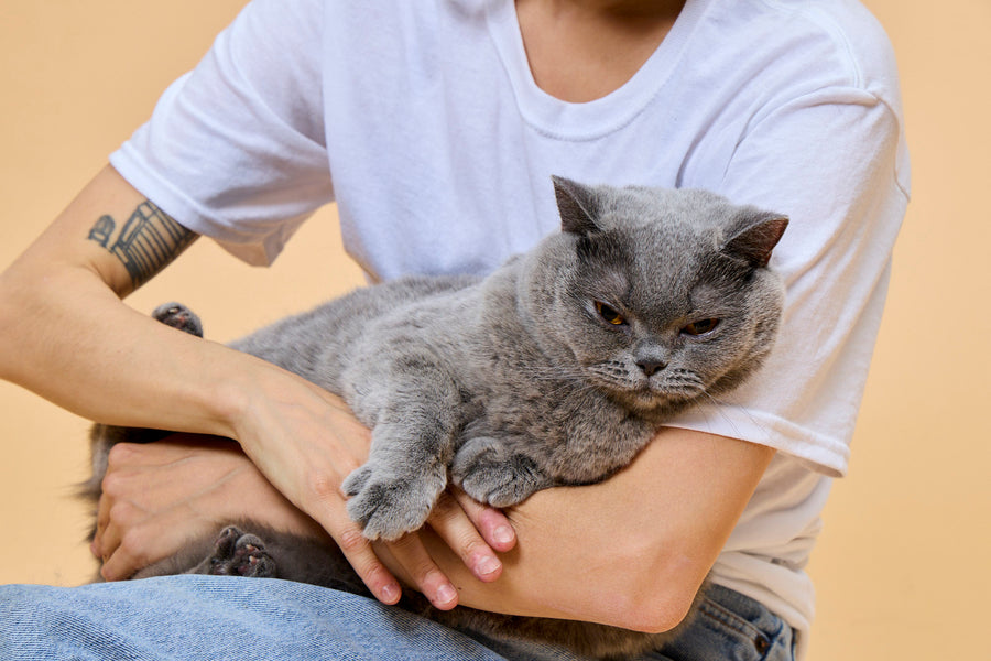 Tailored to your cat