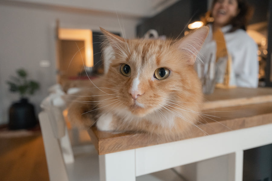 A Healthy, Glossy Coat