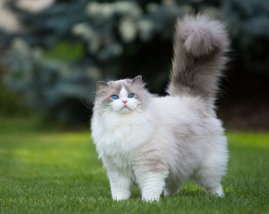 A Healthy, Glossy Coat