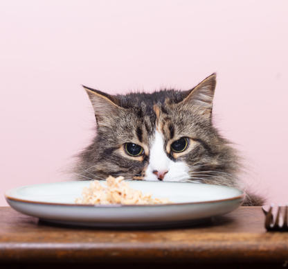 mackerel with shrimp wet cat food with cat