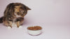 chicken with tuna and salmon dry cat food in bowl with cat staring